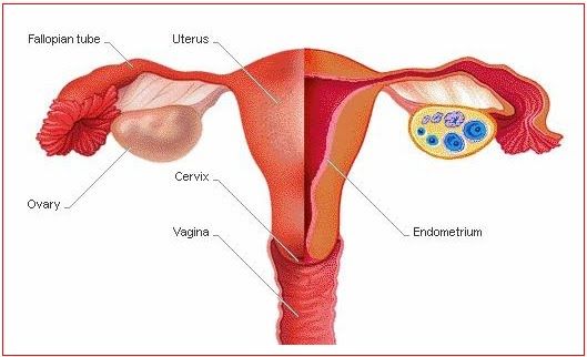 gambar alat kelamin wanita perawan