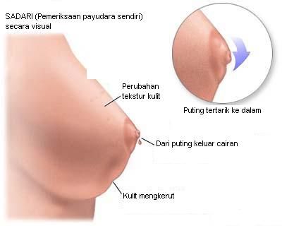 payudara besar