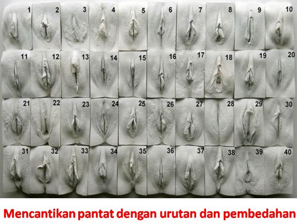 ngentot