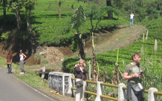 ciater kebun teh