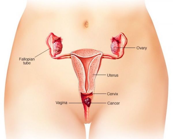gambar vagina wanita hamil