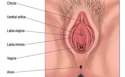 vagina orang hamil
