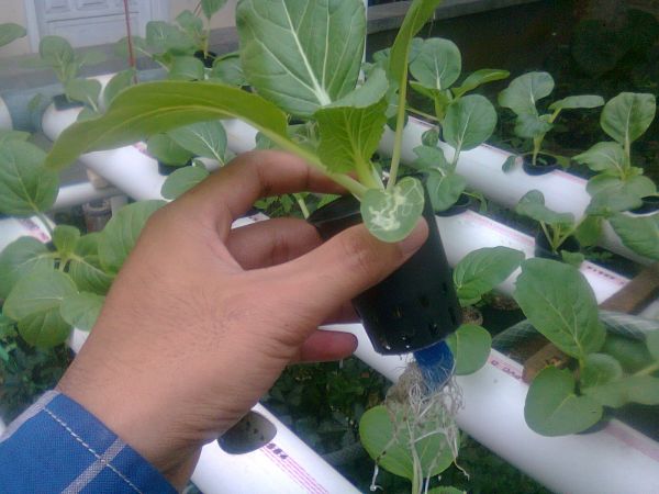 gambar tempek yang