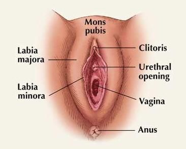 ewean wanita gemuk