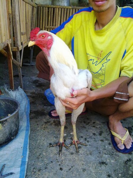 abg cantik putih mulus