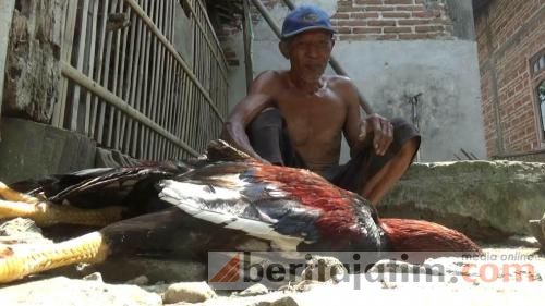 ayam kampung bugil