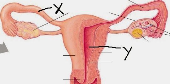alat kelamin perempuan