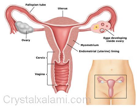 foto kelamin wanita