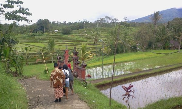 penis ngaceng