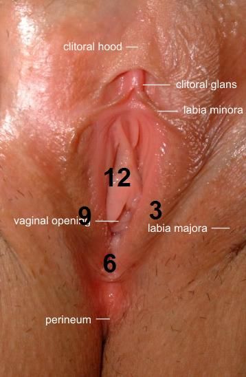 pictures of what looks like a healthy vagnia