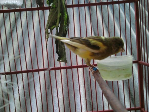puting payudara s