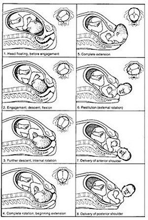 puisi ibu dan ayah
