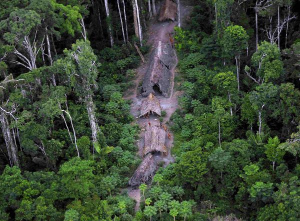 hutan rimba