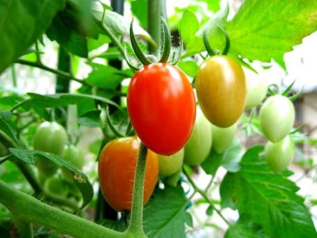 lukisan di atas meja sayur sayuran