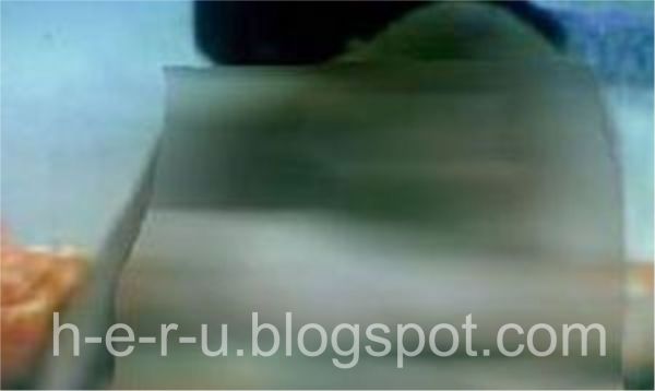 ngentot memek abg