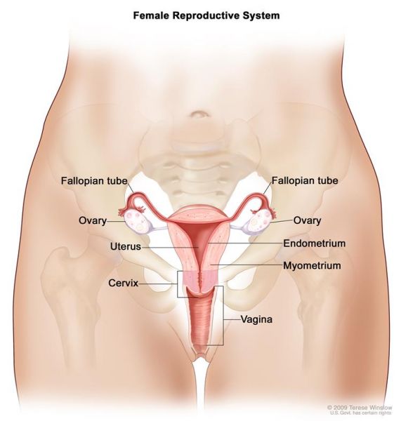 sensitive parts of the vagina