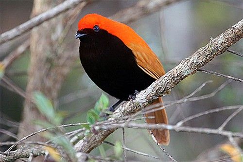 king bird of paradise
