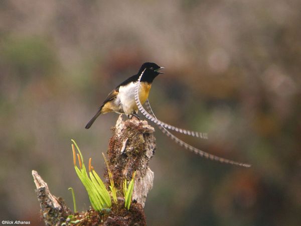 papua new guinea bird watching