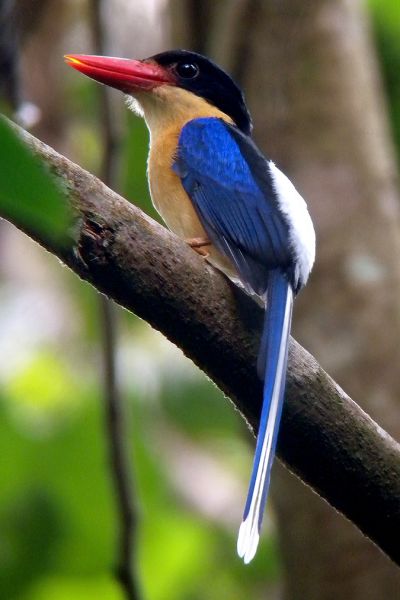 indonesian birds