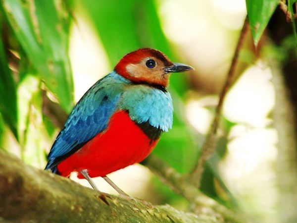 papua new guinea tourism