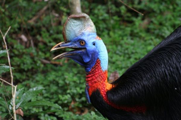 bird of paradise new guinea coin