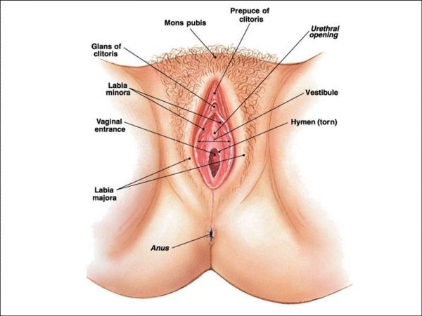 vagina photography