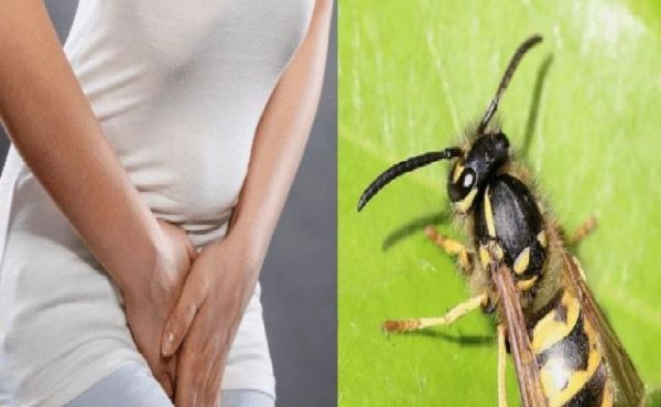 vagina perawan