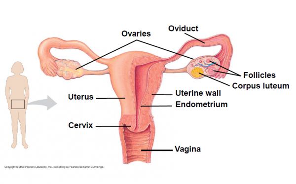 gambar alat kelamin wanita ipa