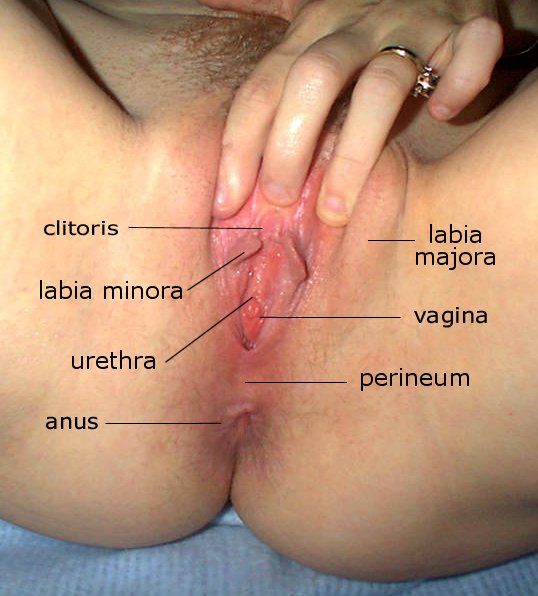 miley cyrus vagina slip