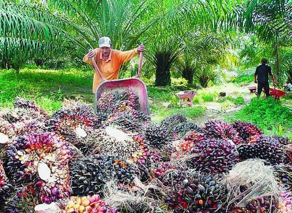 dijual kebun sawit