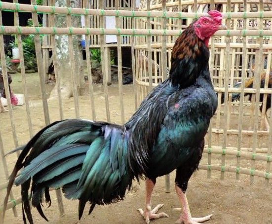 memek ayam kampus