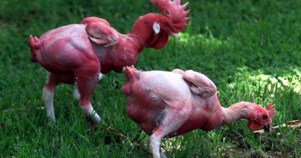ayam kampus cantik