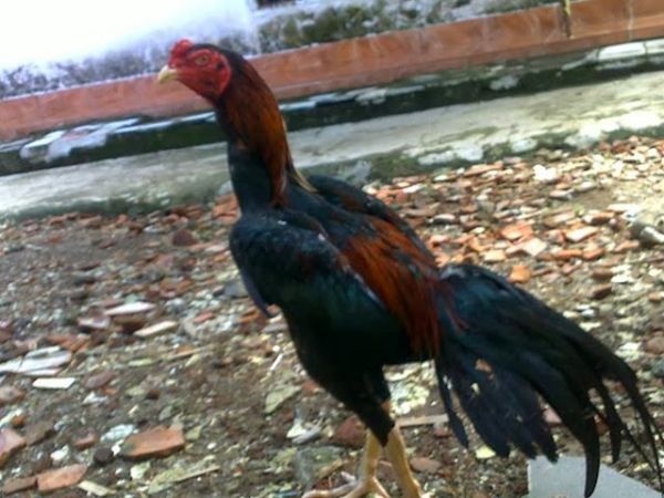 memek ayam kampus