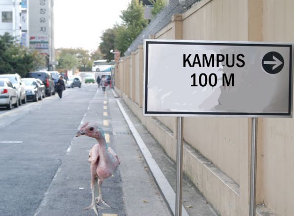 ayam kampus malang