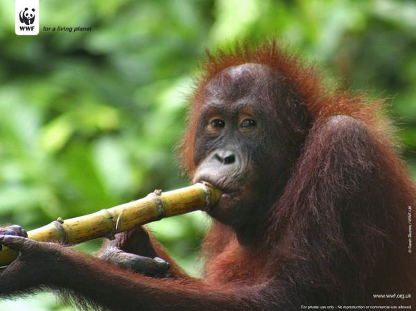 gambar animasi orang