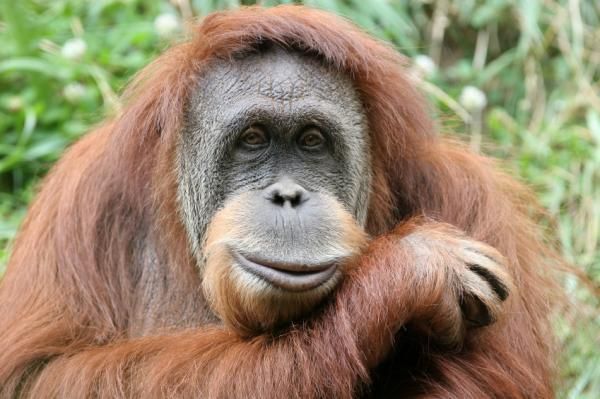 gambar orang tua