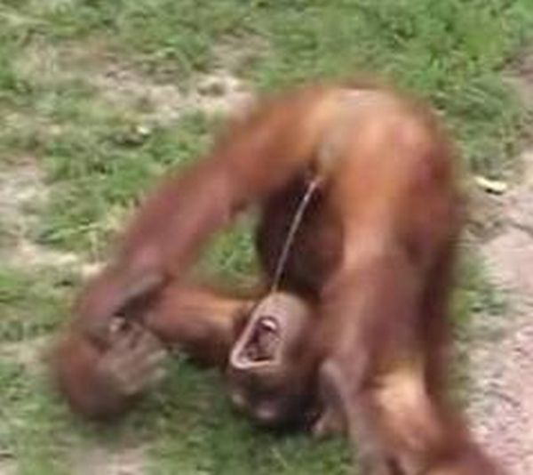 gambar orang orangan
