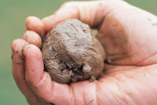 gambar orang terseksi di dunia