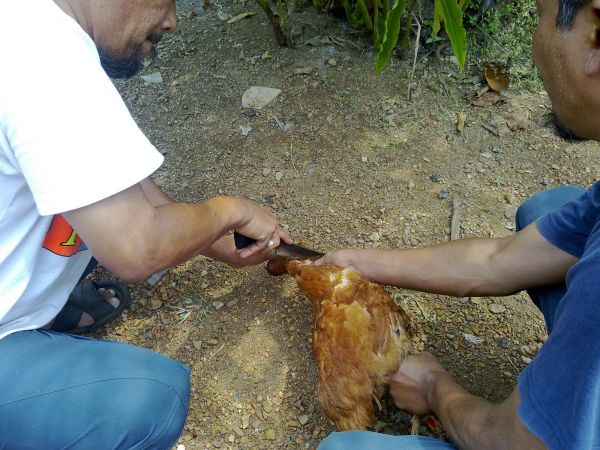 memek di entot