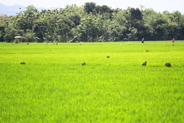 ngesek di atas panggung