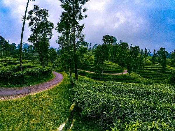 kebun teh kulon progo
