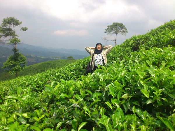 gambar perkebunan teh