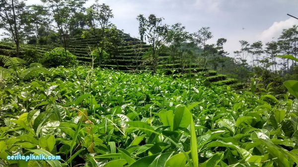 kebun teh photography