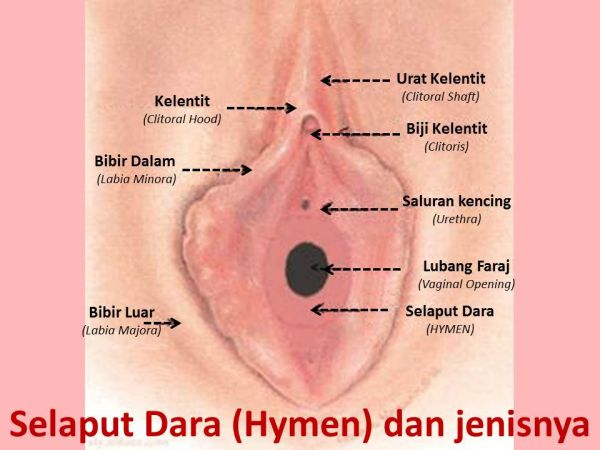 gambar memek