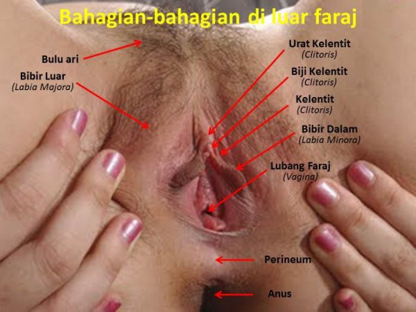foto dan gambar memek besar