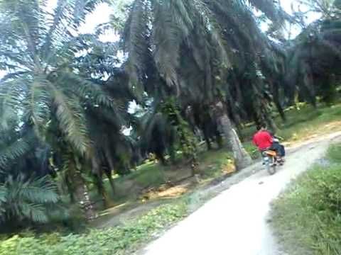 ngentot di gubug sawah