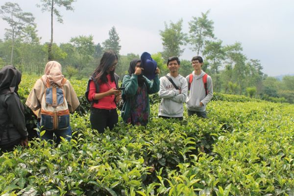 mesum tertangkap di kebun teh