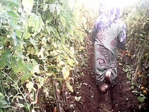 ngentot di kebun pisang