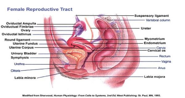 gambar alat kelamin wanita perawan