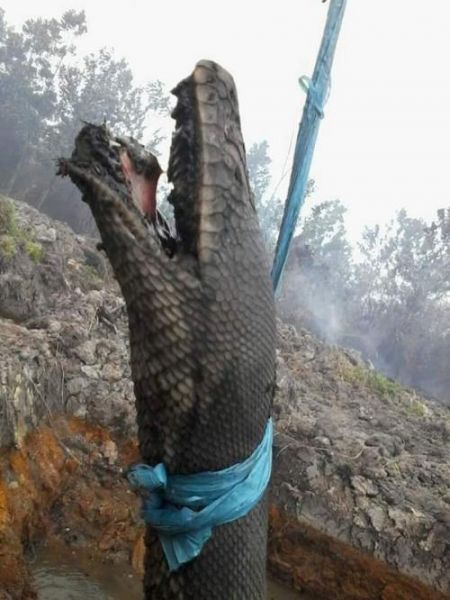 ular terbesar di dunia yang masih hidup